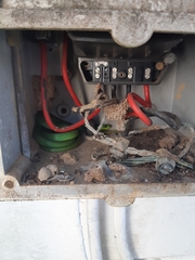 Philothamnus natalensis