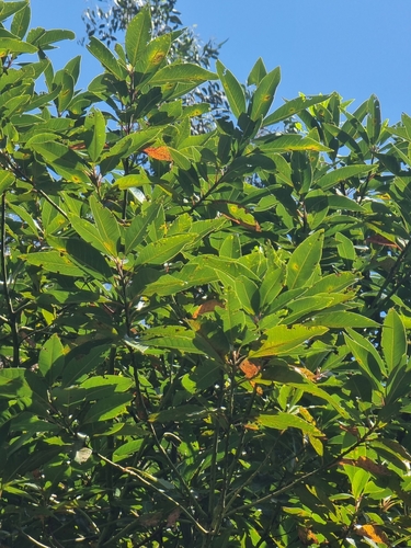 Persea indica (Persea indica)