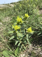 Euphorbia stepposa