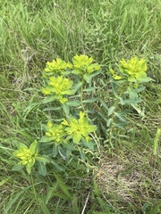 Euphorbia stepposa