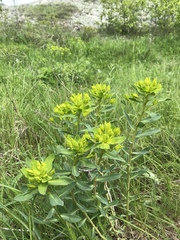 Euphorbia stepposa