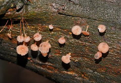 Mycena roseoflava