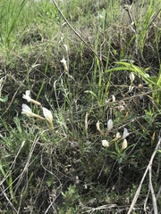 Astragalus ucrainicus