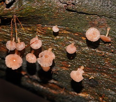 Mycena roseoflava