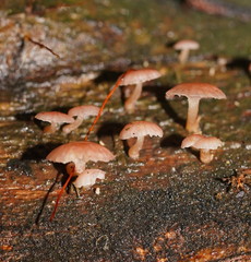 Mycena roseoflava