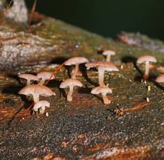 Mycena roseoflava