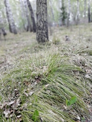 Carex pediformis macroura