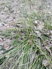 Carex pediformis macroura