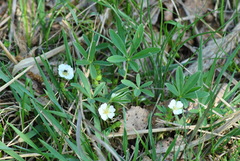 Potentilla alba