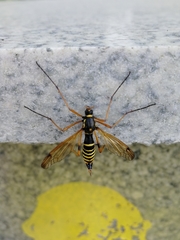 Ctenophora flaveolata