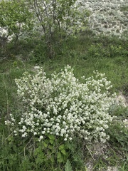 Crambe tataria