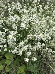 Crambe tataria