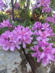 Rhododendron ponticum