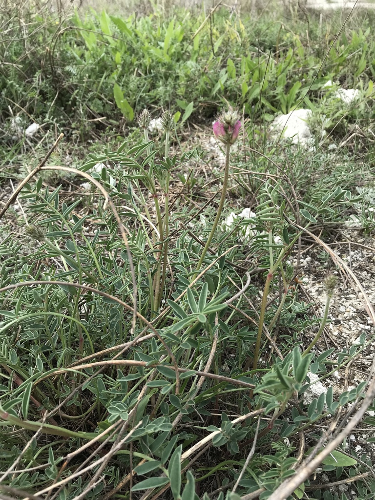 Hedysarum ucrainicum