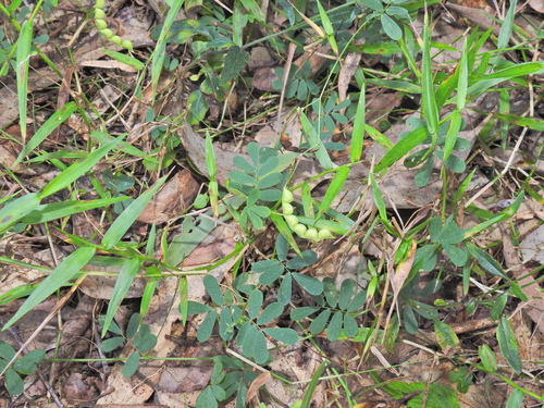Image of Short-Leaved Joint Vetch (Aeschynomene brevifolia) by (c) Scott W. Gavins, some rights reserved (CC BY)