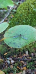 Leptotarsus cubitalis