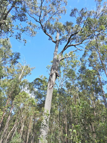 Image of Eucalyptus fibrosa by (c) Scott W. Gavins, some rights reserved (CC BY)