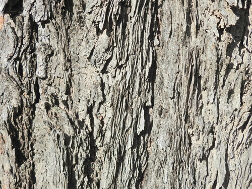 Image of Eucalyptus fibrosa by (c) Scott W. Gavins, some rights reserved (CC BY)