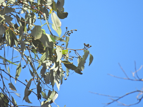 Image of Eucalyptus fibrosa by (c) Scott W. Gavins, some rights reserved (CC BY)