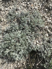 Artemisia hololeuca