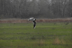 Chroicocephalus ridibundus