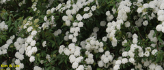 Spiraea cantoniensis