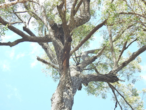 Image of Eucalyptus fibrosa by (c) Scott W. Gavins, some rights reserved (CC BY)