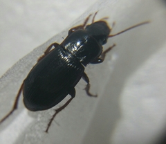 Harpalus atratus