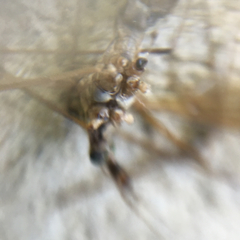 Tipulomorpha