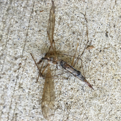 Tipulomorpha