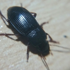 Harpalus atratus