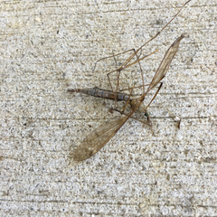 Tipulomorpha