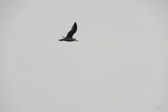 Larus fuscus barabensis