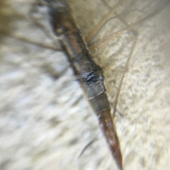 Tipulomorpha