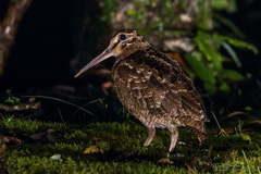 Amami Woodcock photo 2