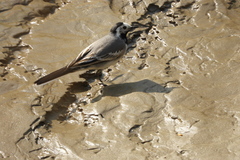 Motacilla alba