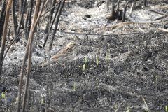 Emberiza citrinella × leucocephalos