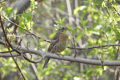 Emberiza citrinella × leucocephalos