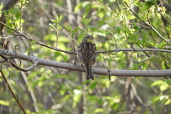 Emberiza citrinella × leucocephalos