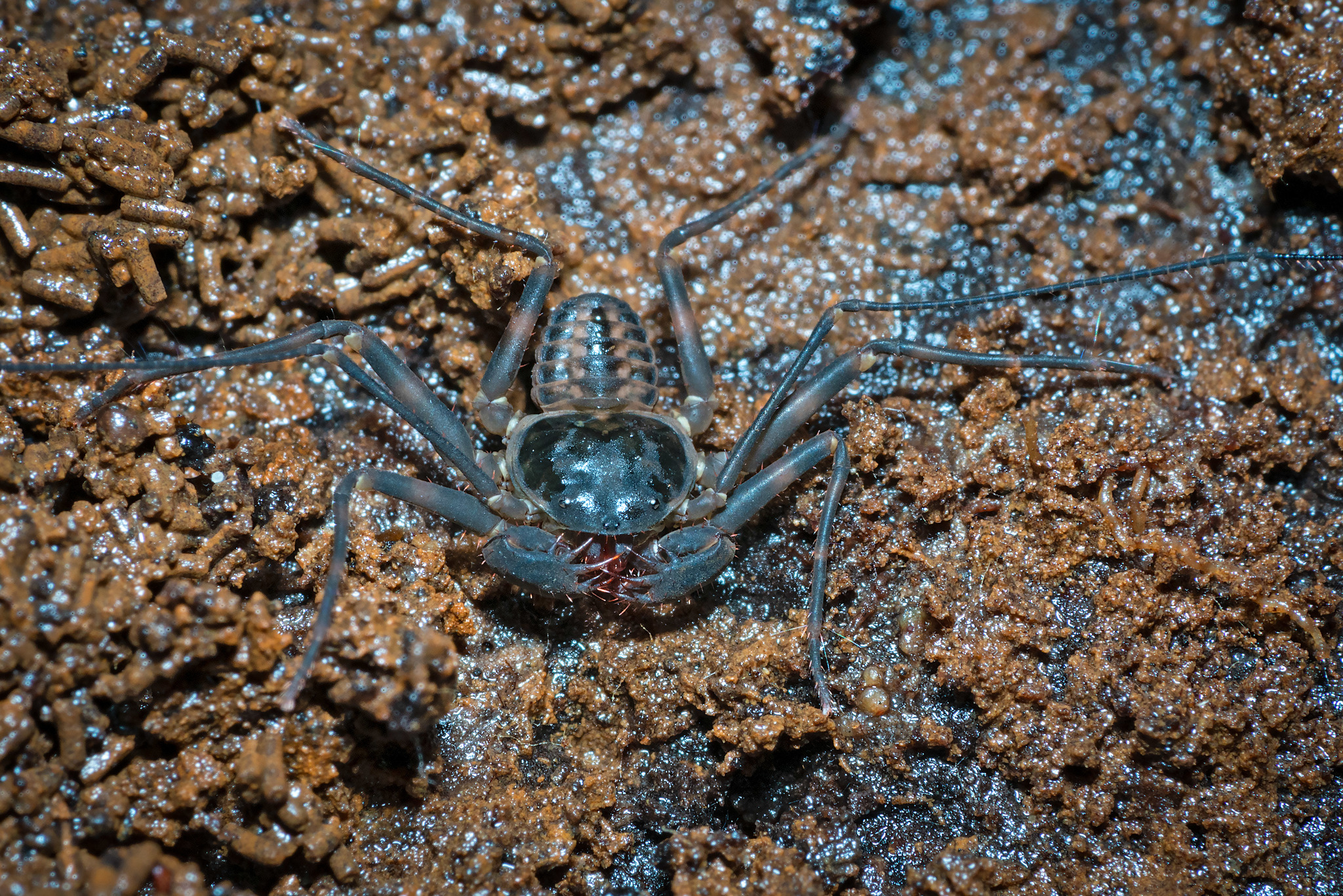Charinus neocaledonicus Kraepelin, 1895