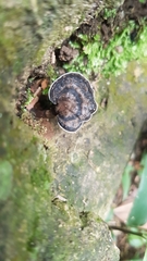 Sanguinoderma rugosum