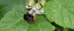 Bombus ignitus