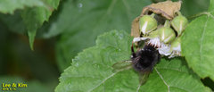 Bombus ignitus