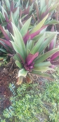 Tradescantia spathacea