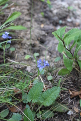 Polygala vulgaris