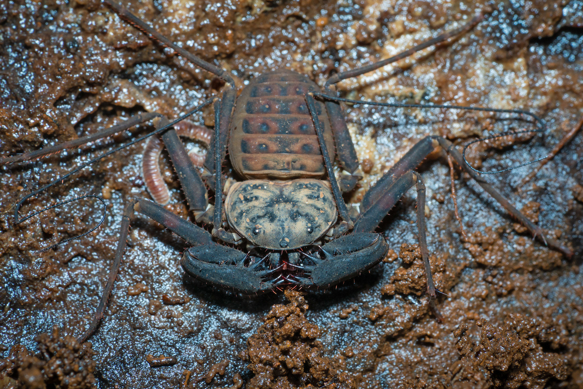 Charinus neocaledonicus Kraepelin, 1895