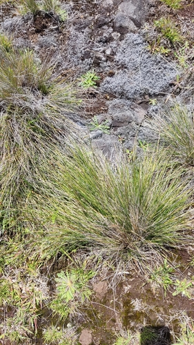 Deschampsia nubigena observed 2024-05-28