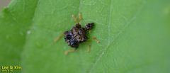 Paroplapoderus angulipennis