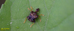 Paroplapoderus angulipennis