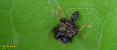 Paroplapoderus angulipennis